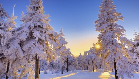 Сосны, елки, солнце, утро, пробуждение, прохладно, свежесть, зима