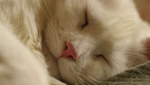 Кошка, сон, лицо, свет