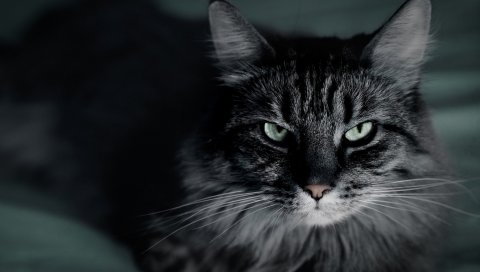 Кошка, лицо, пушистый, мех