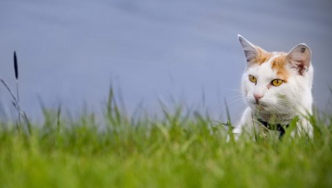 Кошка, трава, морда, лазание, пятнистый