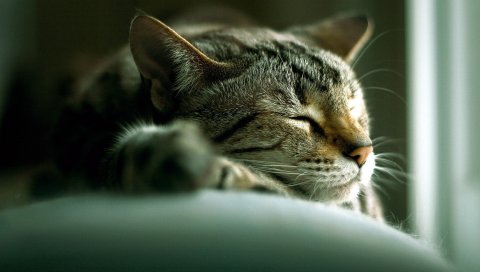 Кошка, лицо, ложь, сон