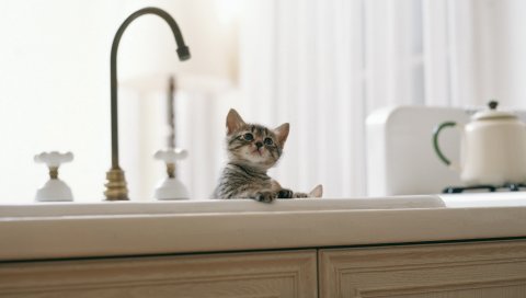 Котенок, ребенок, раковина, кухня