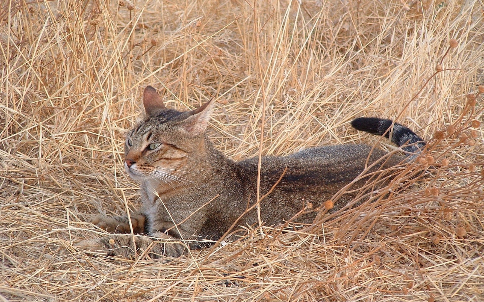 камышовый кот фото дикий где живет