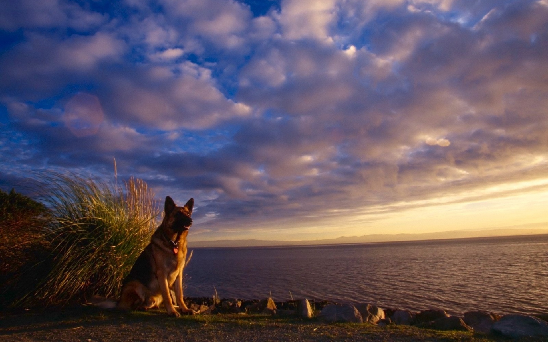 Картинки Собака, овец, небо, море, ожидание фото и обои на рабочий стол