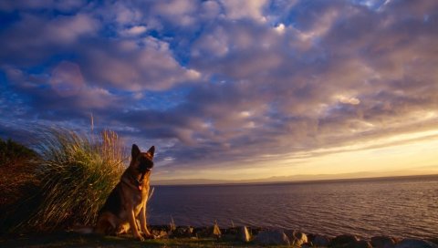 Собака, овец, небо, море, ожидание