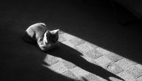 Кошка, морда, тень, пол, лежа, черно-белый