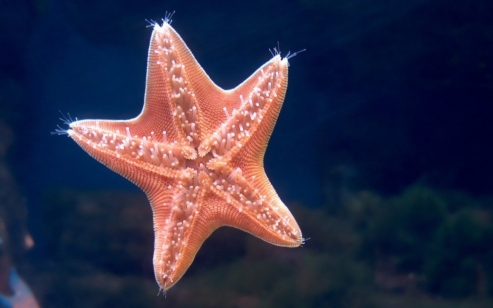 Звезда на дне океана