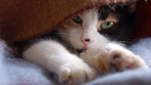 Кошка, морда, пятнистая, ноги