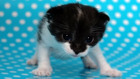 Котенок, точка, фон, пятнистый