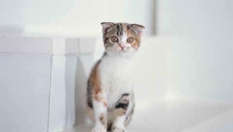 Котенок, пятнистый, сидеть, малыш