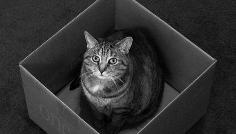 Кошка, коробка, сидение, черно-белый