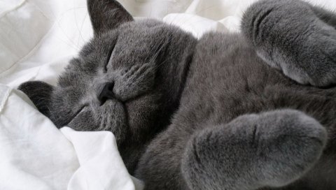 Кошка, вниз, лапа