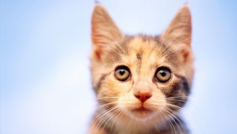 Котенок, пятнистый, морда, наблюдение, любопытство