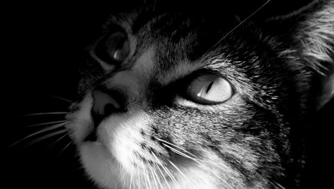 Кошка, морда, тень, глаза, черно-белые