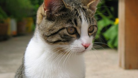 Кошка, морда, пятнистый, цвет