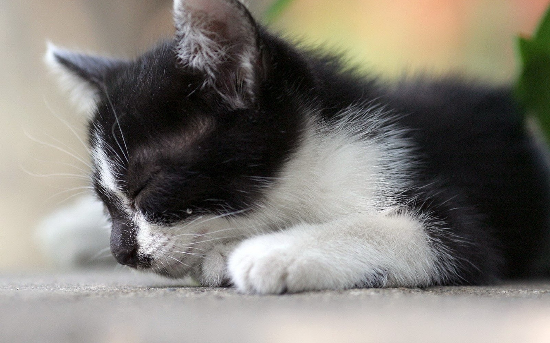 Маленький черный белый котенок. Котенок черно-белый. Котята чёрно белые. Котята черно белые пушистые. Серо-белый котёнок.