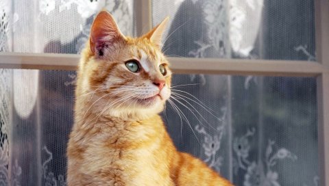 Кошка, полосатая, окна, шторы, подоконник