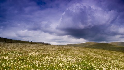Облако, шторм, защита, поляна, цветы