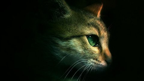 Кошка, морда, глаза, тень
