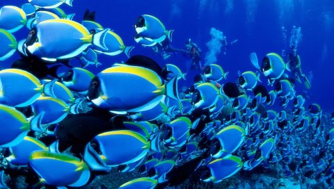 Океан, рыба, множество, подводный мир