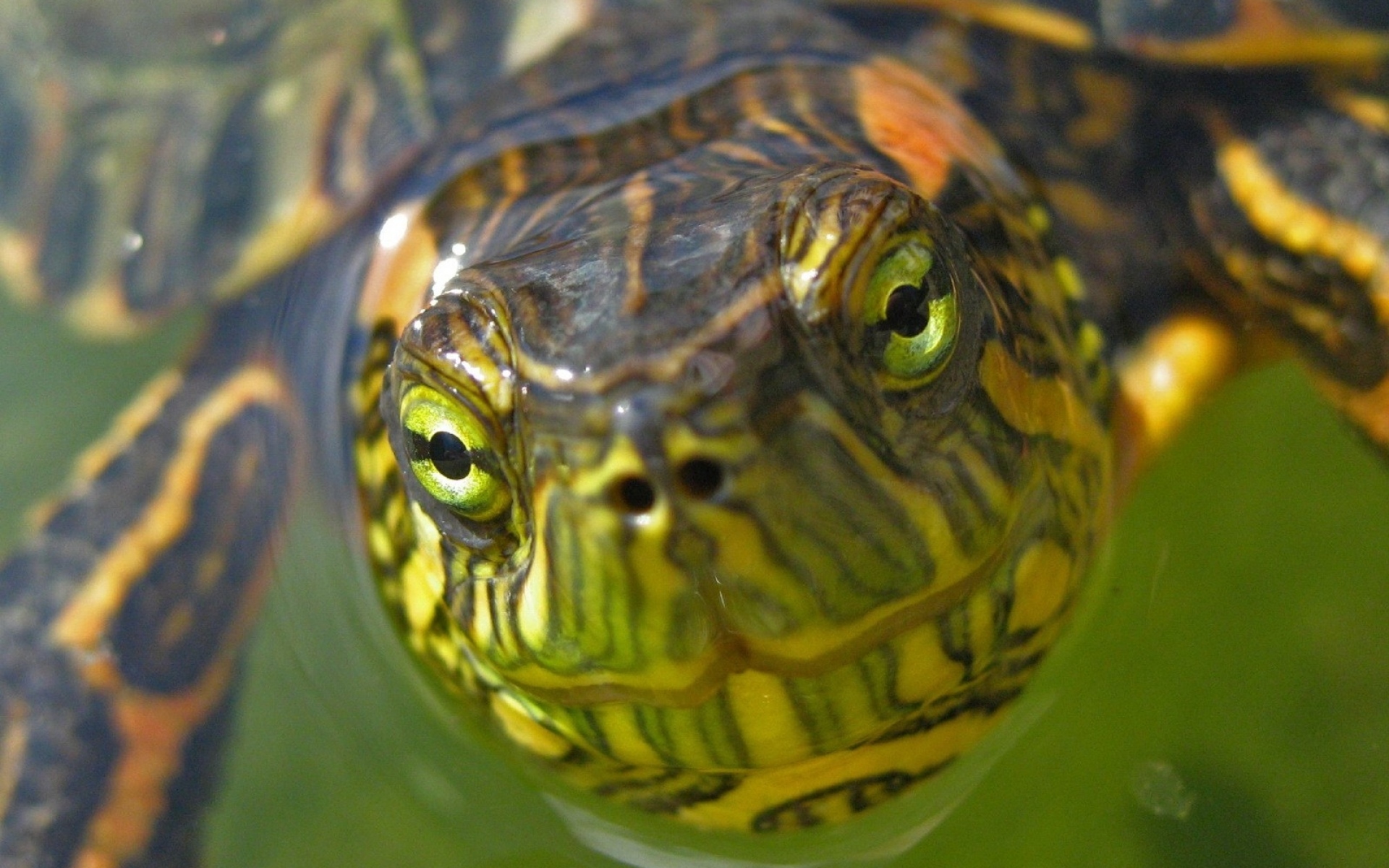 Глаза черепахи фото