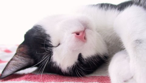 Кошка, морда, пятнистый, сон