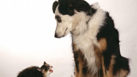 Собака, кошка, агрессия, страх