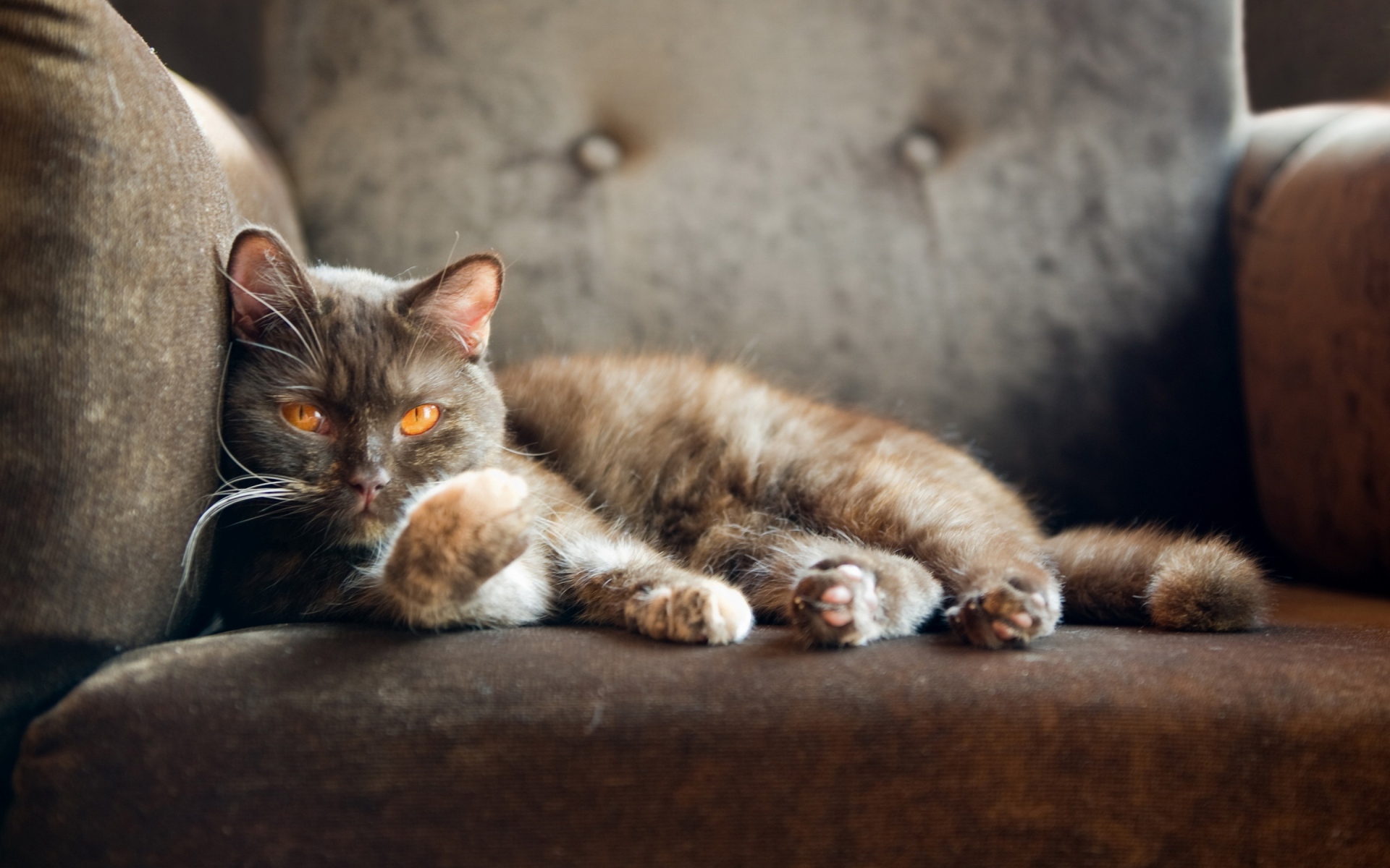 Картинки Кошка, вниз, сиденье, сон, отдых фото и обои на рабочий стол