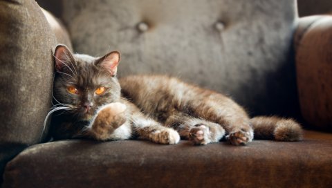 Кошка, вниз, сиденье, сон, отдых