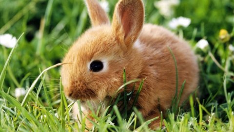 Кролик, трава, лазание, уши