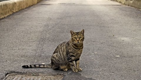 Кошка, дорога, сидение, ожидание