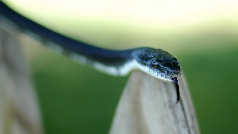 Змея, язык, опасность