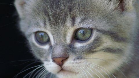 Котенок, лицо, серый, мех