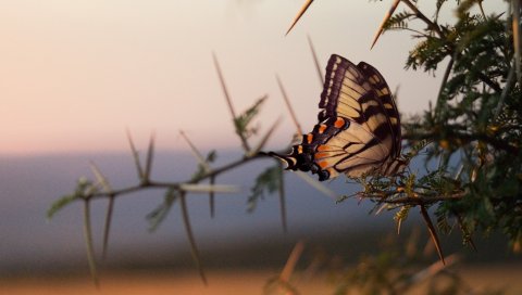 Бабочка, дерево, ветка, крылья, узор