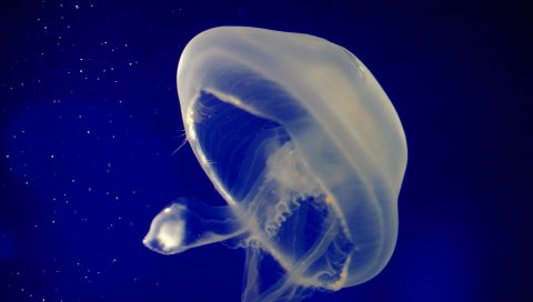 Медуза, подводное плавание, море