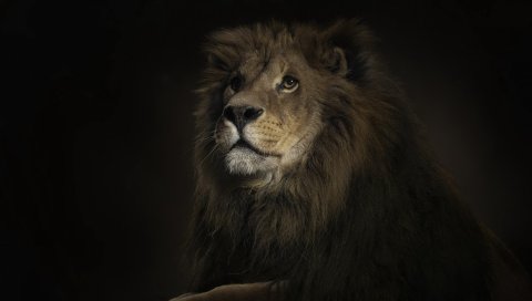 Лев, тень, большой кот, хищник