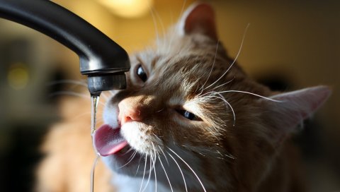 Кошка, кран, вода, жажда
