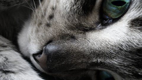 Кошка, лицо, глаза, пятна