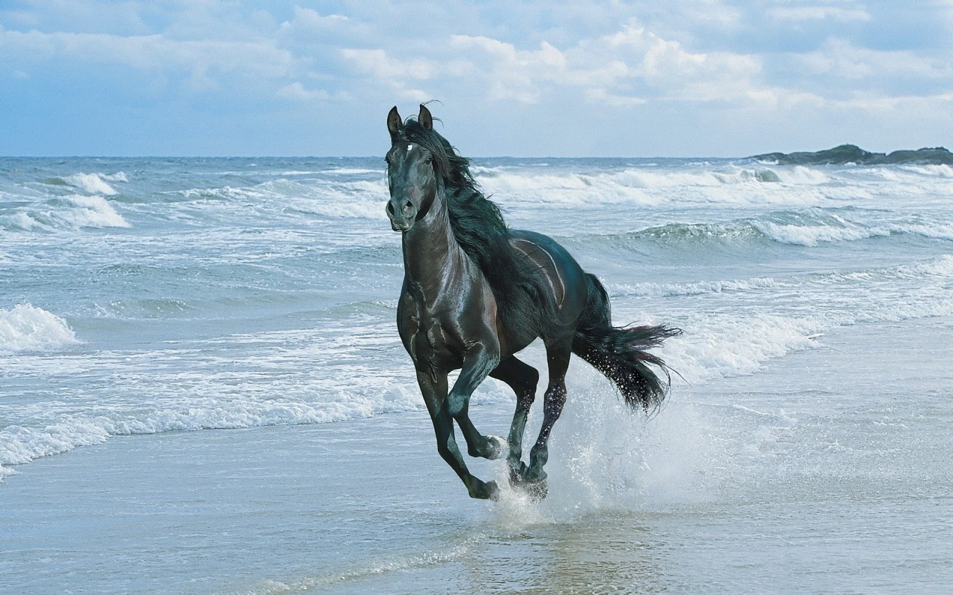 Лошадь бежит по берегу моря