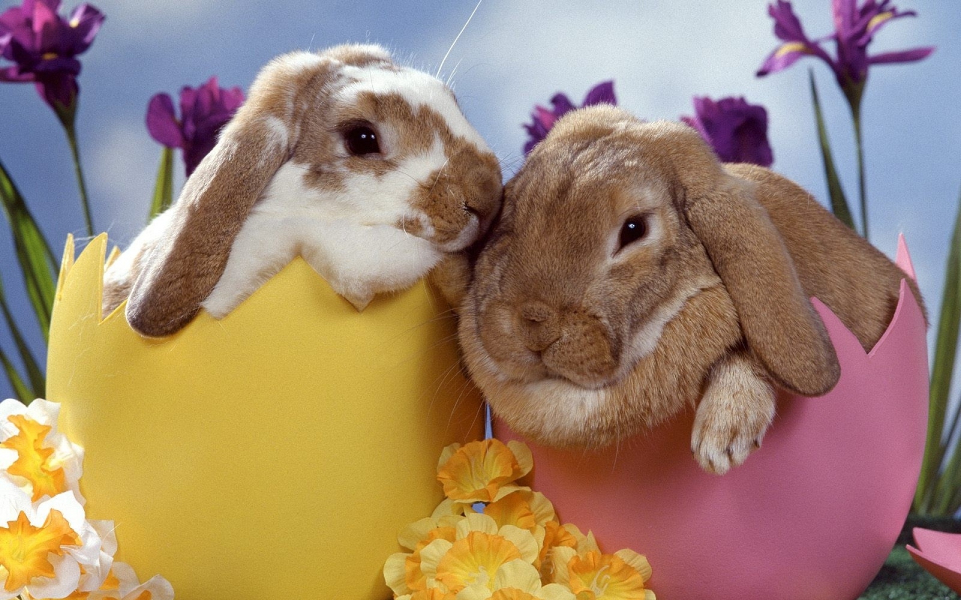 Картинки Кролики, пара, цветы, сон фото и обои на рабочий стол