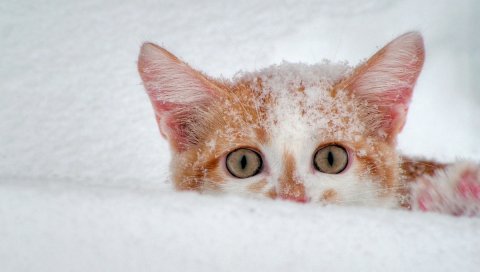 Кошка, морда, глаза, снег