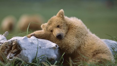 Медведь, куб, лес, лежа