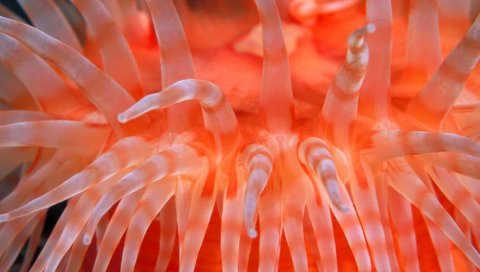 Морские анемоны, яркие, морские, подводные