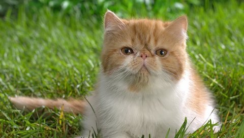 Кошка, лицо, цвет, пятнистый