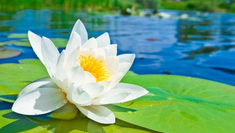 Водяная лилия, вода, капли, гладкая, светлая