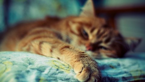 Кошка, сон, лапа, мех, полосатый