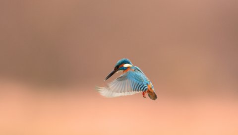 Птица, клюв, лоскут, фон