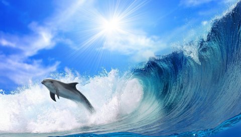 Дельфин, волны, свет, прыжок