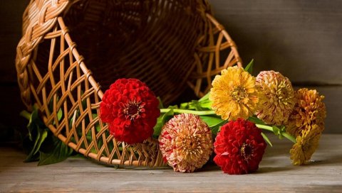 Zinnias, цветы, ложь, корзина
