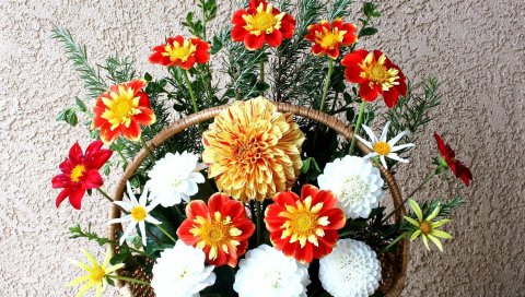 Георгины, цветы, яркие, корзины, красивые